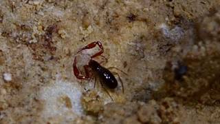 pseudoscorpion repas [upl. by Tarsus]