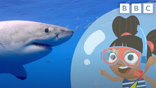 Yakka Dee Teaches Us About Sharks  Shark Week  CBeebies [upl. by Ailongam355]