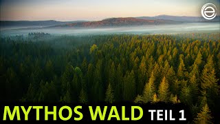 Mythos Wald ‒ Tierparadies und Schattenreich  Erlebnis Erde [upl. by Winni]