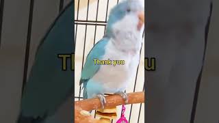 Quaker parrot talking  Thank you what you doing peek a boo good boy shorts [upl. by Pacifa]