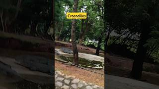 Nehru Zoological Park hyderabadshortsyoutubeshorts crocodiletrending viralvideo [upl. by Monika]