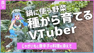 美味しいお鍋が食べたいので、まず白菜を植えます。【料理】 [upl. by Christa]