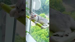 Perfect SpringSummer Cat Sunbathing Window Perch cat homedecor [upl. by Shu]