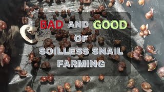 THE BAD AND GOOD OF SOILLESS SNAIL FARMING snailfarminginNigeria [upl. by Devon]