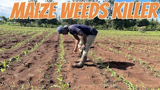 Use a herbicide to kill all weeds in your maize farm This my clean farm [upl. by Yevad]