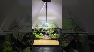 Terrarium part 176 terrarium fishtankdesign terrariumdesign miniterrarium aquascapeaquarium [upl. by Nerral]