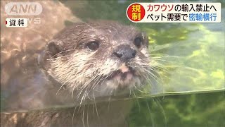 カワウソの輸入禁止へ ペット需要で密輸横行190827 [upl. by Euqinobe245]