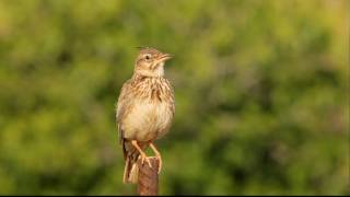 Kuifleeuwerik  Galerida cristata  Crested Lark [upl. by Prisilla355]