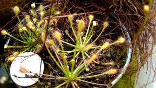 Drosera Intermedia Tropical forms Sundews Carnivorous Plants [upl. by Rengaw907]