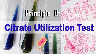 Principle Of Citrate Utilization Test [upl. by Hacceber]