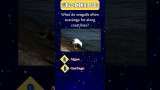 Guessing Animal Food GuessingAnimalFood AnimalFood GuessingGame [upl. by Srednas]