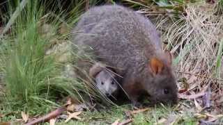 Tasmanian Pademelon with Joey in Pouch [upl. by Filipe]