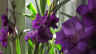 Morning Light on Purple Flowers  Gladioli or Sword Lily [upl. by Sunderland]