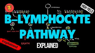 Blymphocytes pathway Types of Lymphomas explained [upl. by Aubree]