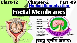 Fetal membranes  Extraembryonic Membranes  Amnion Chorion Yolk Sac and Allantois [upl. by Anoerb]