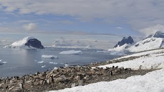 Antarctica the frozen kingdom Antarctic Wildlife Documentary [upl. by Eisenberg]