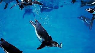 PenguinsFactiversel7sviralvideo animalfacts animaltrivia educationalvideo educational sci [upl. by Aitnis]