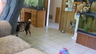 Maggie and Lacy Sheltie MiniAussie Dogs playing [upl. by Richarda]