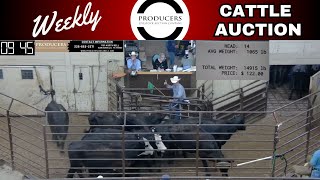 6202024  Producers Livestock Auction Company  Cattle Auction [upl. by Flavian583]