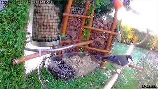 Die Truppe 🐦🦜♥️🌈🏩 video birds nature motivation trending subscribe [upl. by Sallyanne]