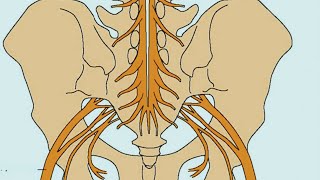 Cauda Equina Syndrome [upl. by Wallraff]