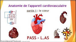 Anatomie de lappareil cardiovasculaire  partie 1  Le Cœur  Tutorat Associatif Toulousain [upl. by Ayamat852]