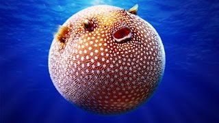 Facts Pufferfish Blowfish [upl. by Shirline]