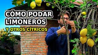 Cómo PODAR LIMONERO y otros Cítricos Paso a Paso y Cuidados para no equivocarse [upl. by Haldis321]