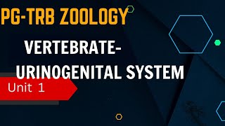 PG TRB ZOOLOGY UNIT  1 VERTEBRATE  COMPARATIVE ANATOMY  URINOGENITAL SYSTEM [upl. by Esdnyl]