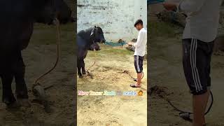 New Racer Jhota 🐃 Buffalo bull viralvideo farmers dairyfarm farmerprotest farmer khetibadi [upl. by Wendie]