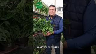 MONSTERA ADANSONII  Floraria Trias [upl. by Enaxor]