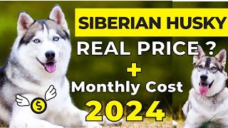 Siberian Husky Price In India 2024  Siberian Husky Price and Monthly Expenses  Siberian Husky [upl. by Yud99]