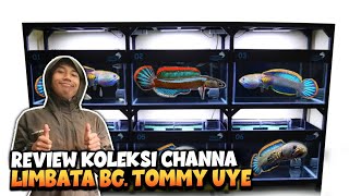 BIRU GONDRONG GALAK PARAH‼️Review Channa LIMBATA Bang Tommy Uye [upl. by Asiel]