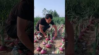 Onion farming in China 😮 onion farming shorts [upl. by Secnarf]