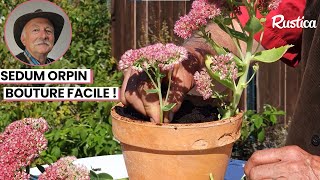 🌸 Comment bouturer le sedum orpin  🌼 [upl. by Nitsur]