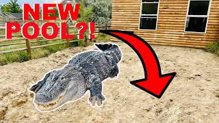 I Built An OUTDOOR POOL For My Alligators [upl. by Divad]