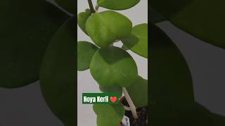 Discover Hoya Kerii The Sweetheart Hoya for Your Collection 🌿❤️ [upl. by Clara]