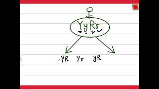 Dihybrid Cross for 12th BSc MSc 1st grade 2nd grade ​⁠ [upl. by Nere]