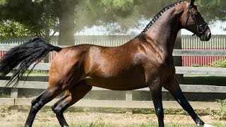 10 Rarest Horse Breeds [upl. by Adnalay]