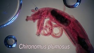 CHIRONOMUS PLUMOSUS larvae [upl. by Hgielanna]