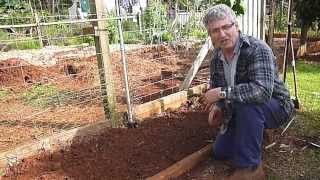 How to Plant and Grow Turmeric [upl. by Oliviero]