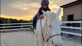 How to clean your horse’s sheath horse youtubevideo teaching [upl. by Niala131]