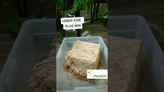 Sphagnum Moss Time Lapse How to Get It Ready [upl. by Airlia816]