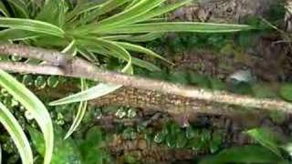 Anolis mmarmoratus in terrarium [upl. by Aneryc152]