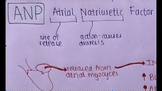 What Is ANP Atrial Natriuretic Peptide And BNP B Type Natriuretic Peptide In 3 Minutes  USMLE [upl. by Nerrual]