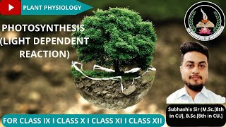 PHOTOSYNTHESIS LIGHT DEPENDENT REACTION [upl. by Martinic]