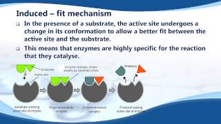 B75 Induced fit mechanism [upl. by Anitnemelc918]