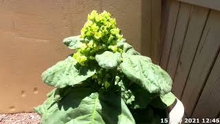 Nicotiana Rustica Time Lapse [upl. by Reginnej]