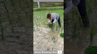 Hard Working Day 198 The Process Of Rice Planting Process [upl. by Boone868]