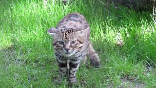 Blackfooted cat  Description Characteristics and Facts [upl. by Eduino]